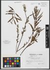 Foto von Salix purpurea L. x Salix viminalis L.